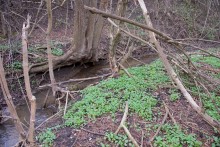 Весна в балке Клиновой