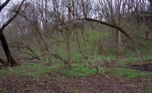 Весна в балке Клиновой