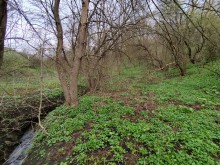 Весна в балке Клиновой