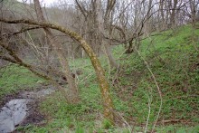 Весна в балке Клиновой