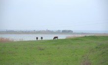 Путешествие по северному берегу Весёловского водохранилища за тюльпанами