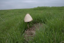 Путешествие по северному берегу Весёловского водохранилища за тюльпанами