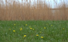 Путешествие по северному берегу Весёловского водохранилища за тюльпанами