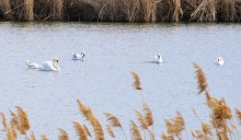 Путешествие по северному берегу Весёловского водохранилища за тюльпанами