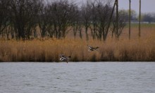 Путешествие по северному берегу Весёловского водохранилища за тюльпанами