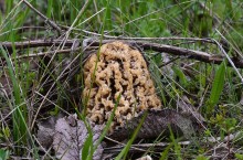 В старых и новых Кундрюченских лесах