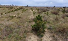 В старых и новых Кундрюченских лесах