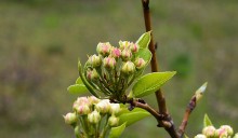 В старых и новых Кундрюченских лесах