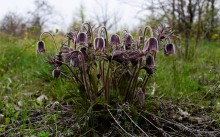 В старых и новых Кундрюченских лесах