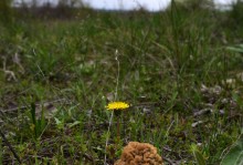 В старых и новых Кундрюченских лесах