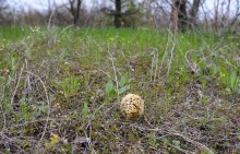В старых и новых Кундрюченских лесах