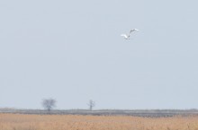 Путешествие в апреле по берегам Весёловского водохранилища