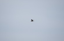 Путешествие в апреле по берегам Весёловского водохранилища