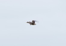 Путешествие в апреле по берегам Весёловского водохранилища