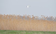 Путешествие в апреле по берегам Весёловского водохранилища