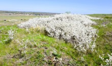 Весенняя цветущая долина Тузлова