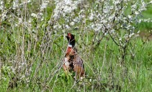 Весенняя цветущая долина Тузлова