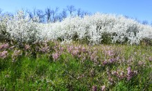 Весенняя цветущая долина Тузлова