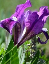 Весенняя цветущая долина Тузлова