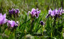 Весенняя цветущая долина Тузлова