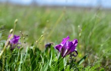 Весенняя цветущая долина Тузлова