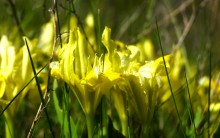 Весенняя цветущая долина Тузлова