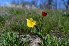 Весенняя цветущая долина Тузлова