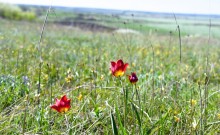 Весенняя цветущая долина Тузлова