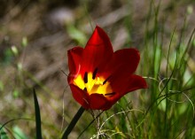 Весенняя цветущая долина Тузлова