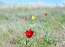 Весенняя цветущая долина Тузлова