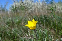 Весенняя цветущая долина Тузлова