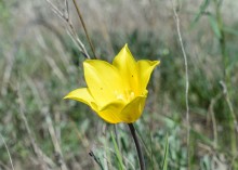 Весенняя цветущая долина Тузлова