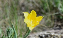 Весенняя цветущая долина Тузлова