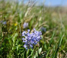Весенняя цветущая долина Тузлова