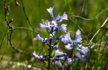 Весенняя цветущая долина Тузлова