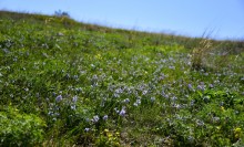 Весенняя цветущая долина Тузлова