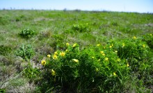 Весенняя цветущая долина Тузлова