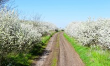 Весенняя цветущая долина Тузлова