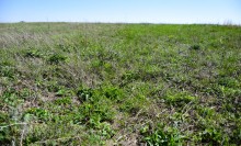 Метод открытого минирования "кочками" полковника Старинова, применённый на Ростовском оборонительном кольце в 1942-м году