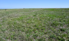 Метод открытого минирования "кочками" полковника Старинова, применённый на Ростовском оборонительном кольце в 1942-м году