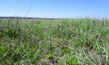 Метод открытого минирования "кочками" полковника Старинова, применённый на Ростовском оборонительном кольце в 1942-м году