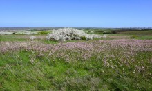 Метод открытого минирования "кочками" полковника Старинова, применённый на Ростовском оборонительном кольце в 1942-м году
