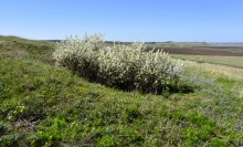 Метод открытого минирования "кочками" полковника Старинова, применённый на Ростовском оборонительном кольце в 1942-м году