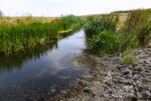 Тузлов в засушливое лето