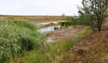 Тузлов в засушливое лето