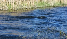 Тузлов ветренной весной