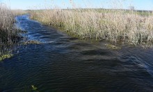 Тузлов ветренной весной