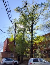 Два тополя на Сельмаше