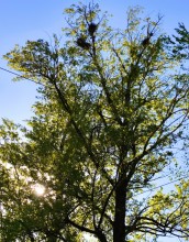 Два тополя на Сельмаше