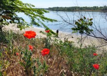 Маки на стрелке Дона и Аксая в мае